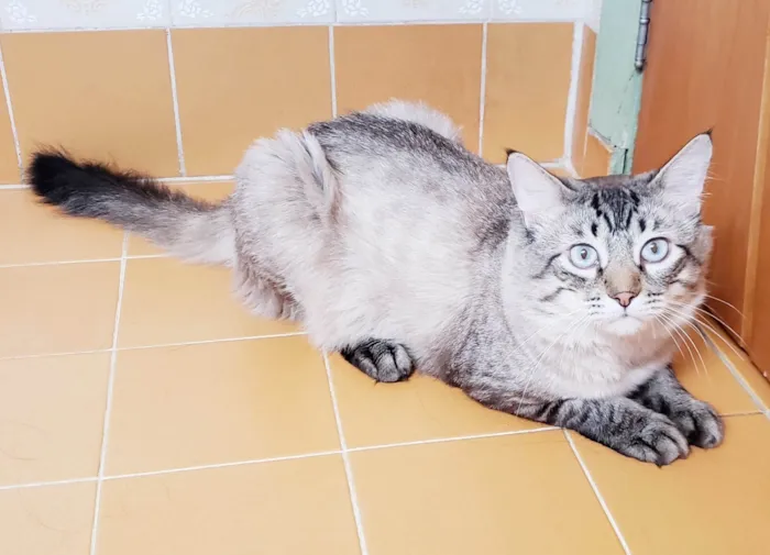 Gato raça SRD-ViraLata idade 1 ano nome Gaspar