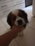 Chorão 