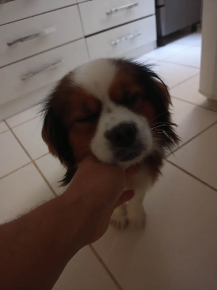 Cachorro ra a Cavalier idade 3 anos nome Chorão 