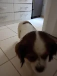 Chorão 