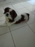 Chorão 