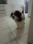 Chorão 