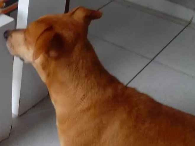 Cachorro ra a Mestiço  idade 1 ano nome Lion 