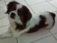Chorão 