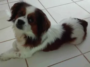 Cachorro raça Cavalier idade 3 anos nome Chorão 