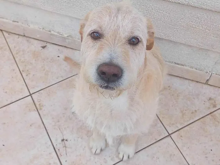 Cachorro ra a Indefenida idade 5 anos nome Bharto