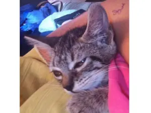 Gato raça SRD-ViraLata idade Abaixo de 2 meses nome TIKYNHO
