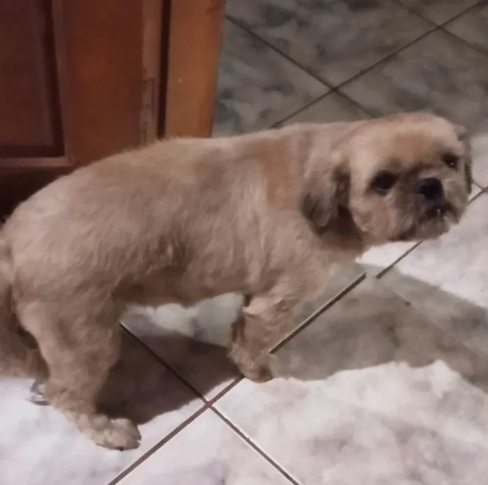 Cachorro ra a Shitzu idade 6 ou mais anos nome Lupi