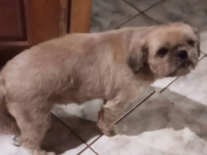 Cachorro ra a Shitzu idade 6 ou mais anos nome Lupi