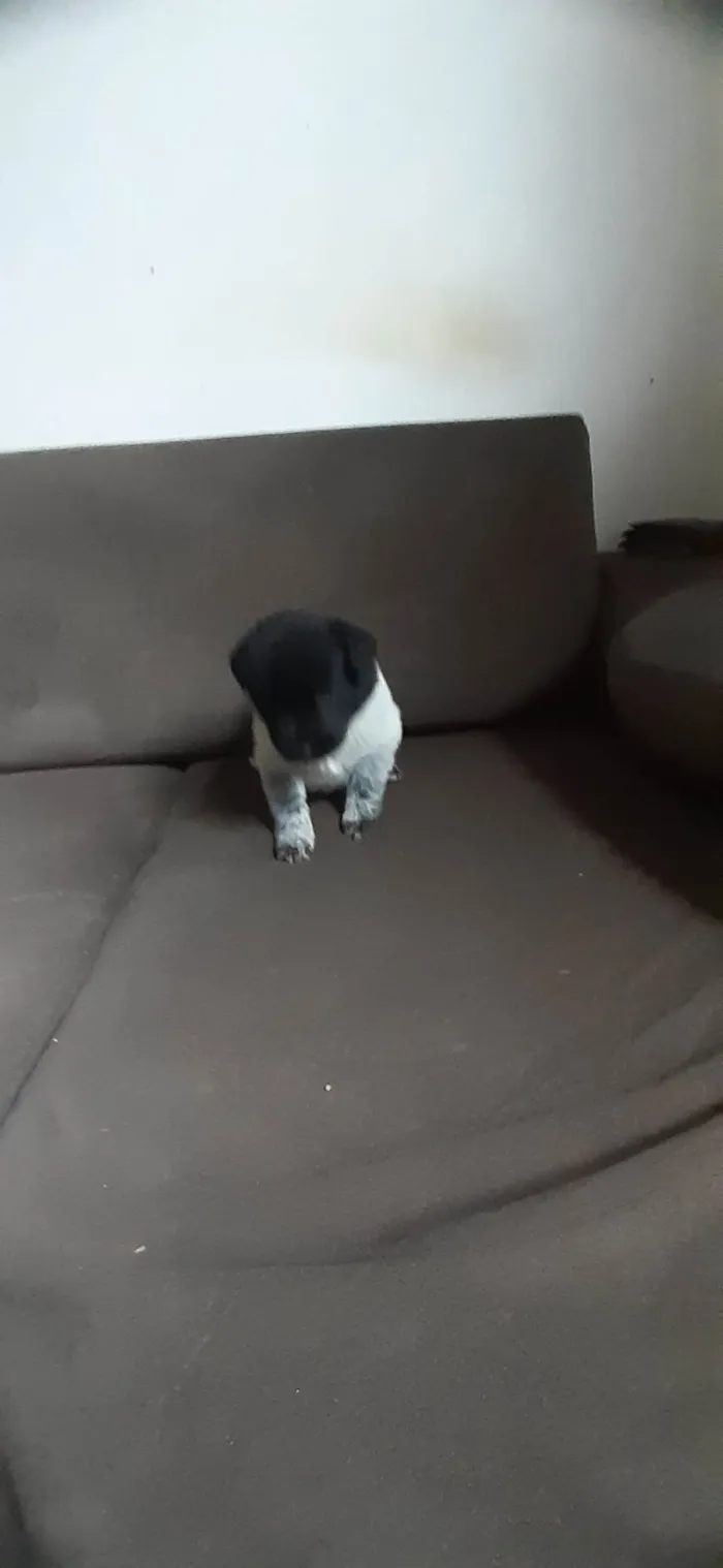 Cachorro ra a Desconhecido  idade 2 a 6 meses nome Marinho