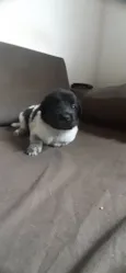 Marinho