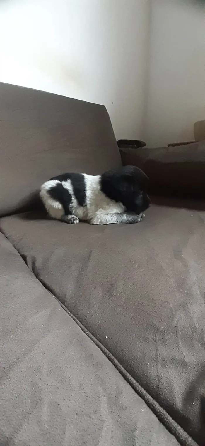 Cachorro ra a Desconhecido  idade 2 a 6 meses nome Marinho