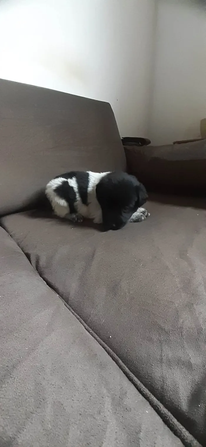 Cachorro ra a Desconhecido  idade 2 a 6 meses nome Marinho