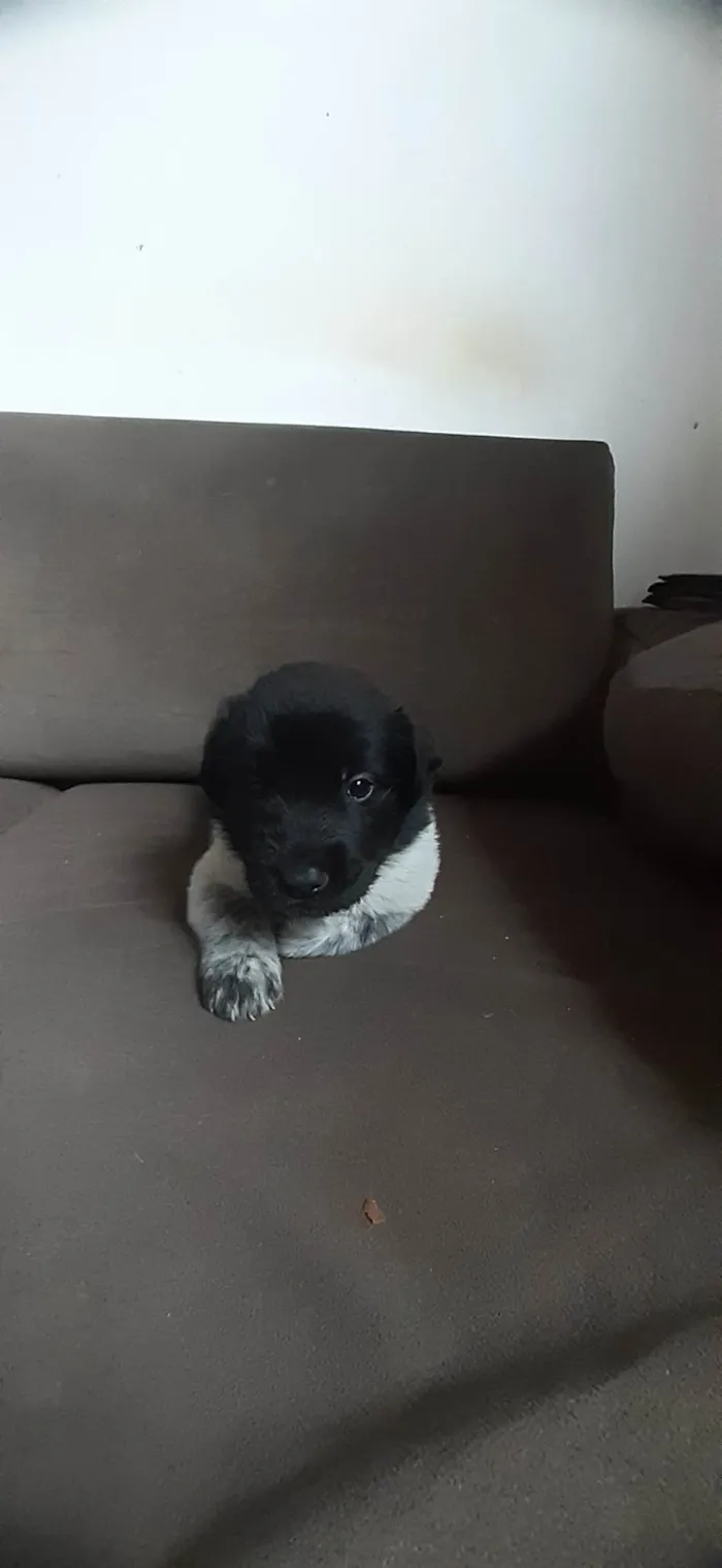 Cachorro ra a Desconhecido  idade 2 a 6 meses nome Marinho