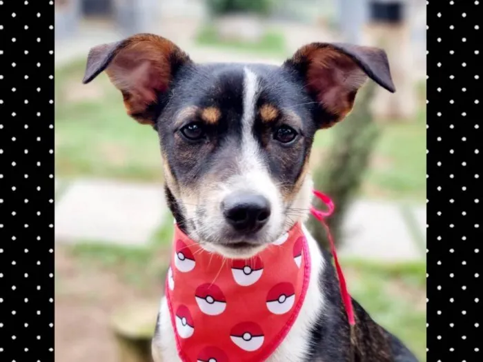 Cachorro ra a SRD-ViraLata idade 7 a 11 meses nome PISPI
