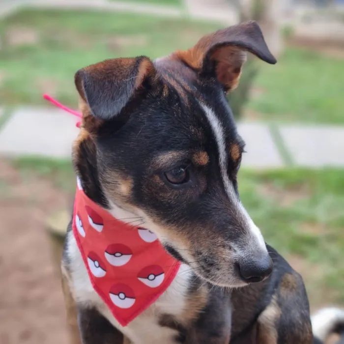 Cachorro ra a SRD-ViraLata idade 7 a 11 meses nome PISPI