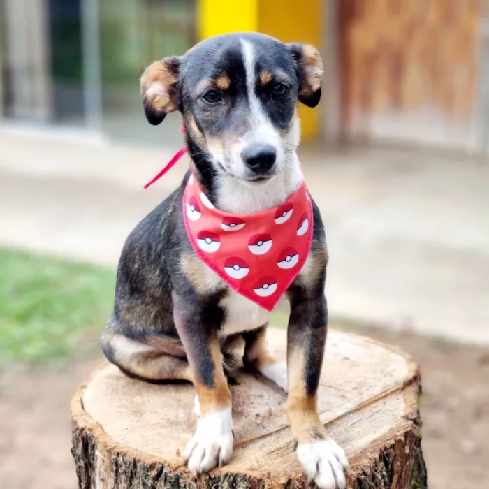 Cachorro ra a SRD-ViraLata idade 7 a 11 meses nome PISPI