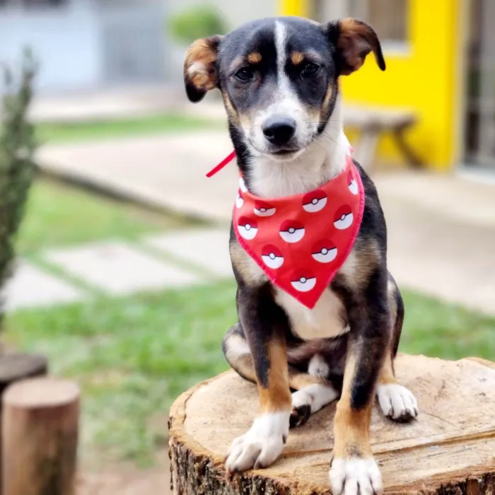 Cachorro ra a SRD-ViraLata idade 7 a 11 meses nome PISPI