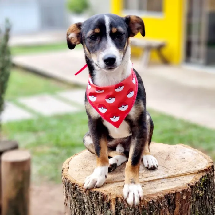 Cachorro ra a SRD-ViraLata idade 7 a 11 meses nome PISPI