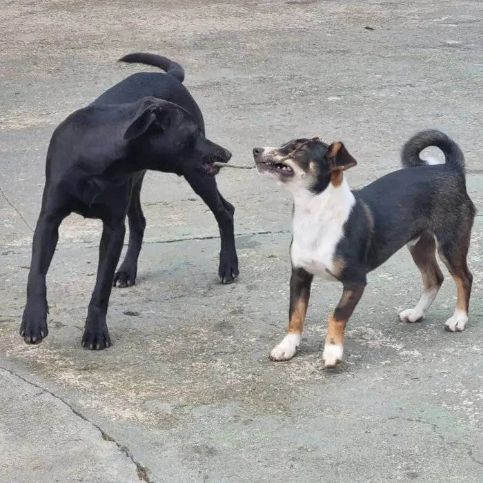 Cachorro ra a SRD-ViraLata idade 7 a 11 meses nome PISPI