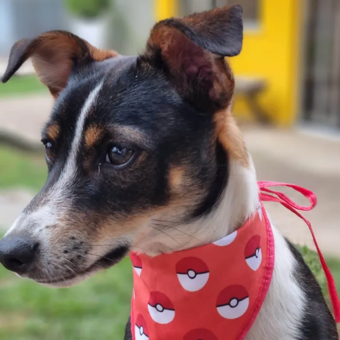 Cachorro ra a SRD-ViraLata idade 7 a 11 meses nome PISPI