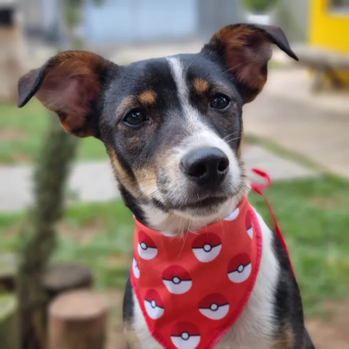 Cachorro ra a SRD-ViraLata idade 7 a 11 meses nome PISPI