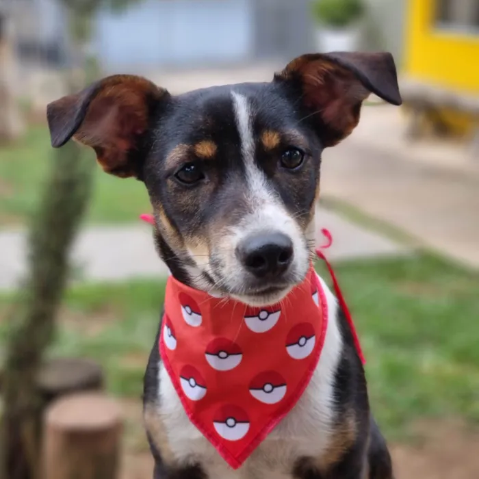 Cachorro ra a SRD-ViraLata idade 7 a 11 meses nome PISPI