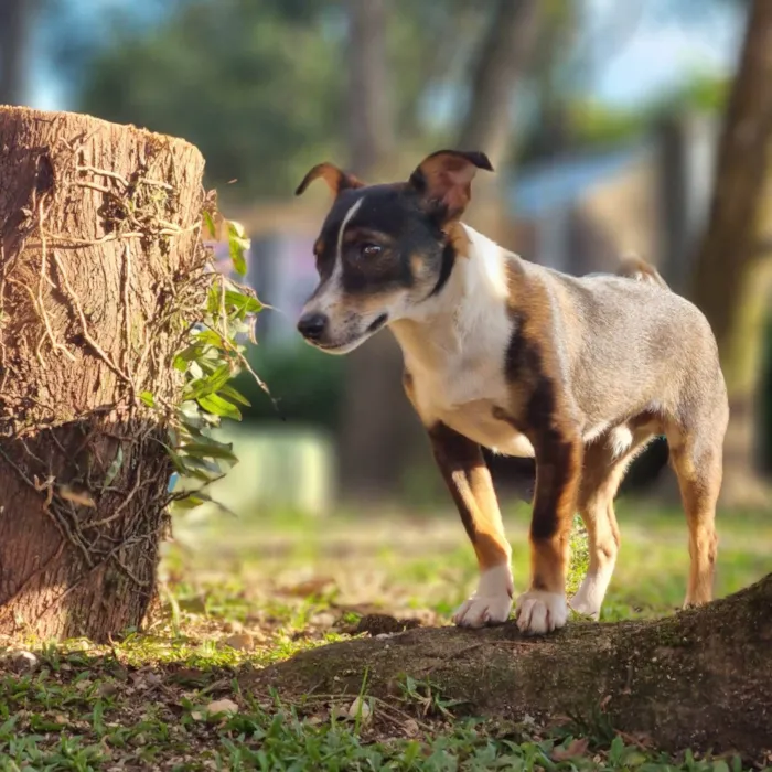 Cachorro ra a SRD-ViraLata idade 7 a 11 meses nome PISPI