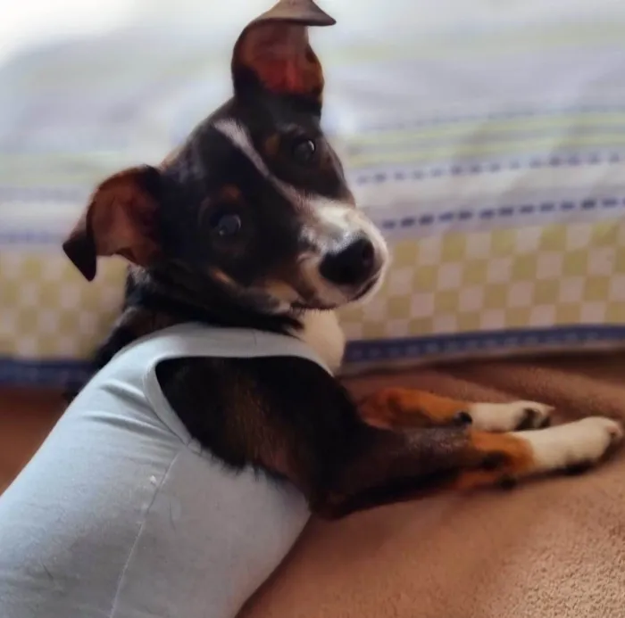 Cachorro ra a SRD-ViraLata idade 7 a 11 meses nome PISPI
