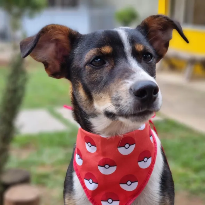 Cachorro ra a SRD-ViraLata idade 7 a 11 meses nome PISPI