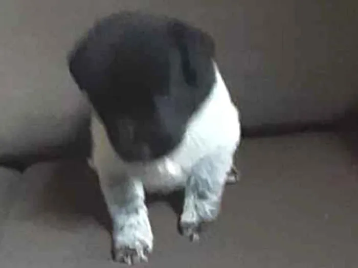 Cachorro ra a Desconhecido  idade 2 a 6 meses nome Marinho