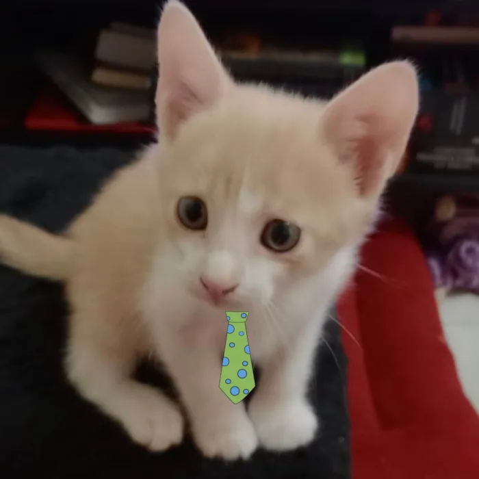 Gato ra a Mestico  idade 2 a 6 meses nome Nino 