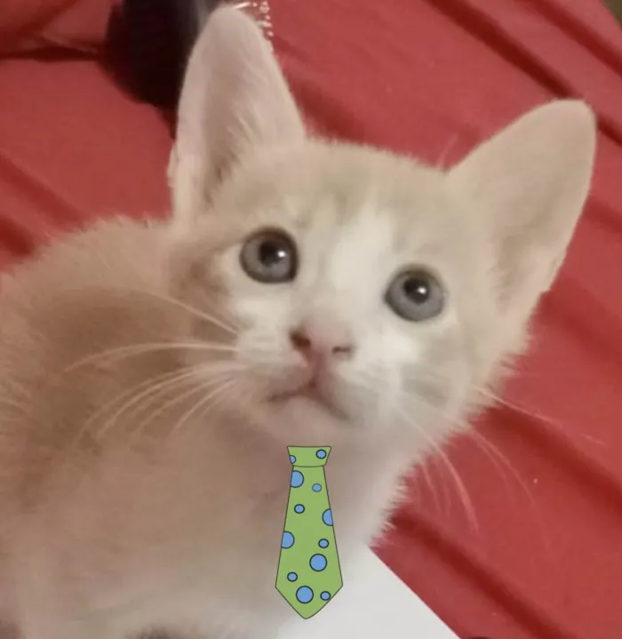 Gato ra a Mestico  idade 2 a 6 meses nome Nino 