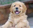 Toby