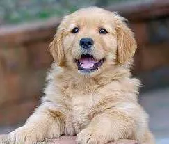 Cachorro ra a Golden Retriever idade Abaixo de 2 meses nome Toby