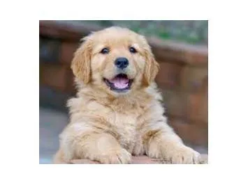 Cachorro ra a Golden Retriever idade Abaixo de 2 meses nome Toby
