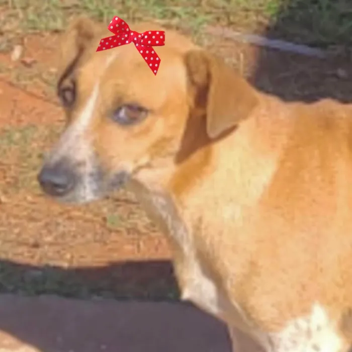 Cachorro ra a Mestica  idade 1 ano nome Cacau 