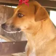 Cacau 