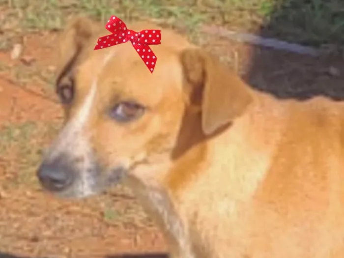 Cachorro ra a Mestica  idade 1 ano nome Cacau 