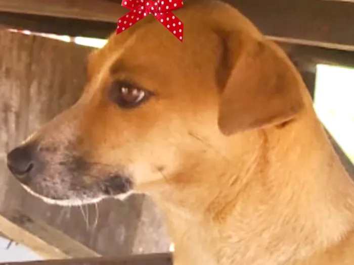 Cachorro ra a Mestica  idade 1 ano nome Cacau 