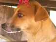 Cacau 