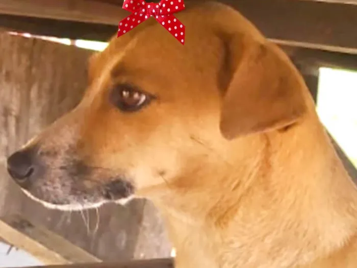 Cachorro ra a Mestica  idade 1 ano nome Cacau 