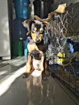 Pitoco