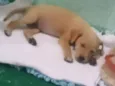 Bel