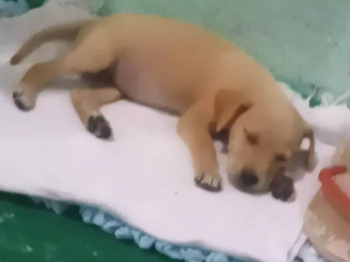 Cachorro raça Vifs lata  idade 2 a 6 meses nome Bel