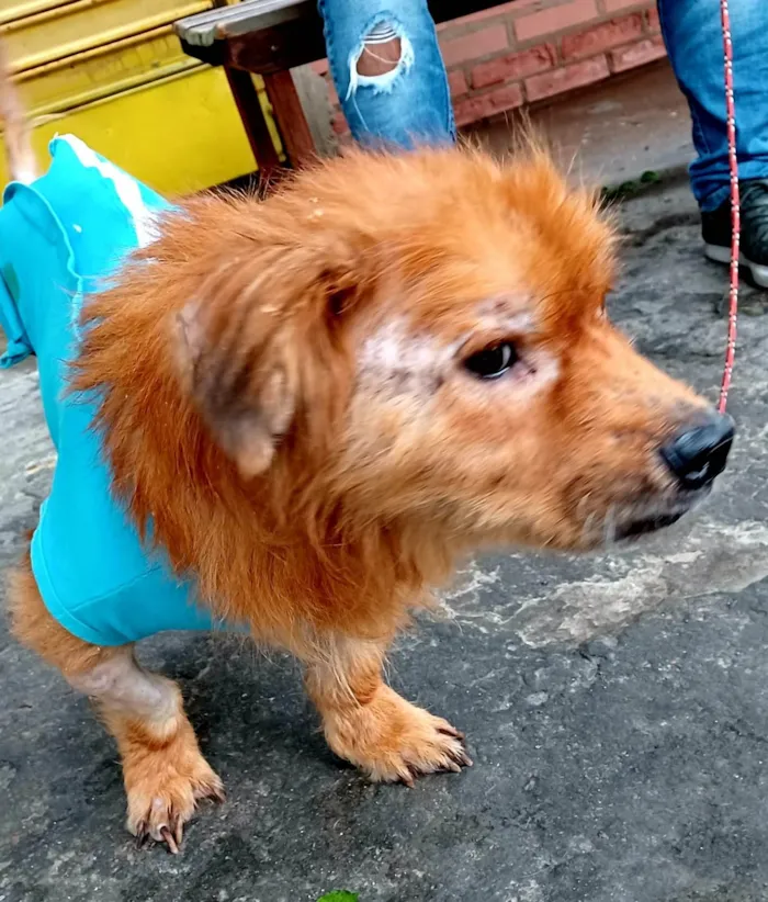 Cachorro ra a SRD-ViraLata idade 3 anos nome ATHOS