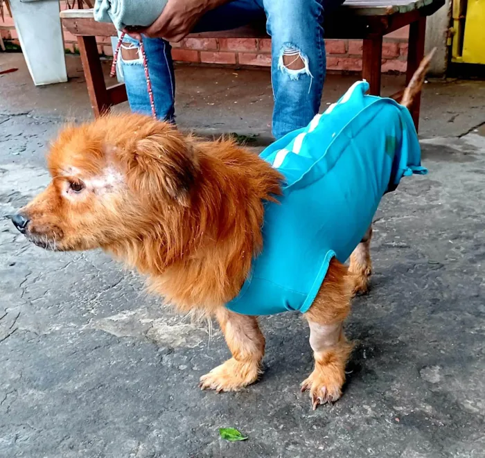 Cachorro ra a SRD-ViraLata idade 3 anos nome ATHOS