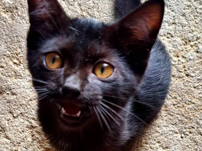 Gato ra a SRD-ViraLata idade 2 a 6 meses nome Pretinha