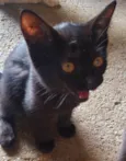 Pretinha