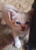 Antônio 